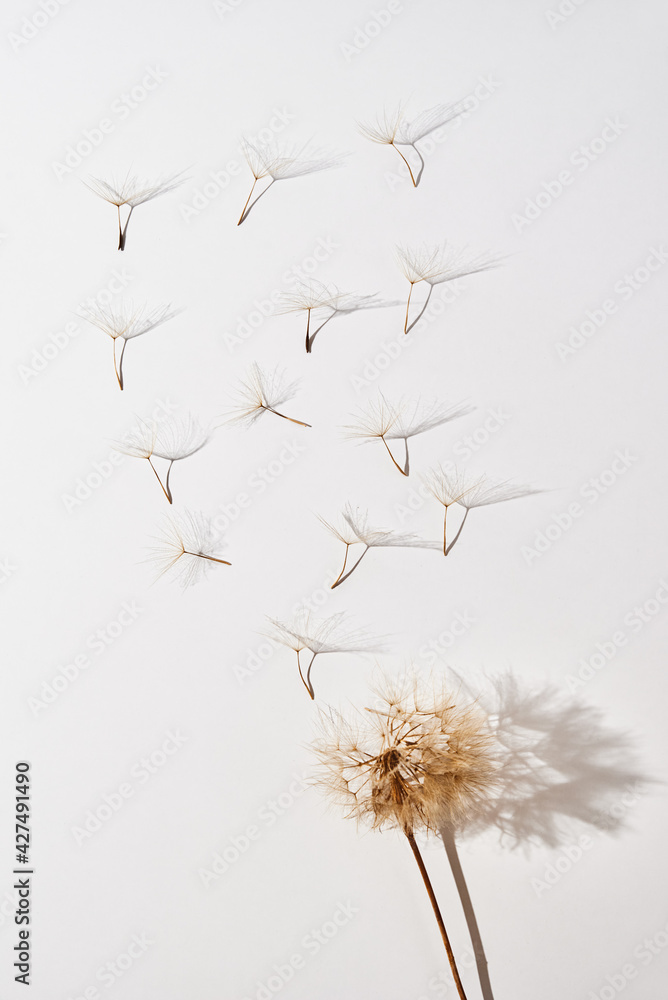 Fototapeta Flying dandelion petals on white background