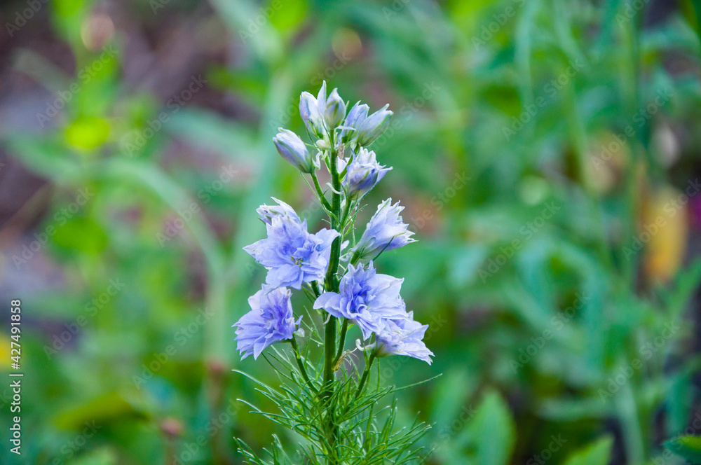bellflower. nature macro photography. campanula flower closeup. beautiful blue flower. summer garden