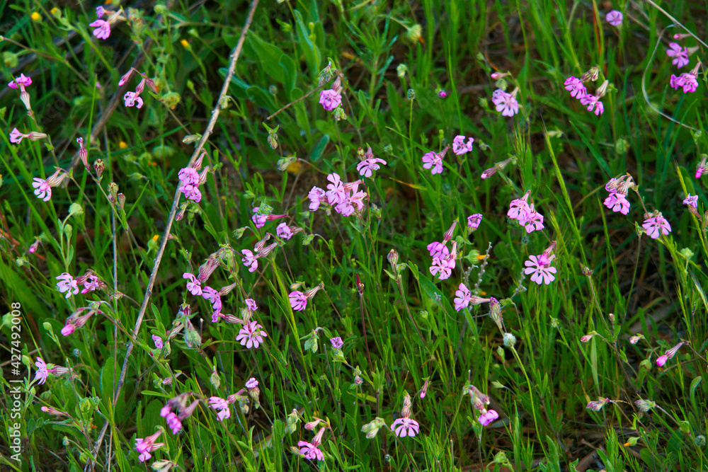 kwiat roślina wiosna natura płatki łąka kwiat roślina wiosna natura płatki łąka