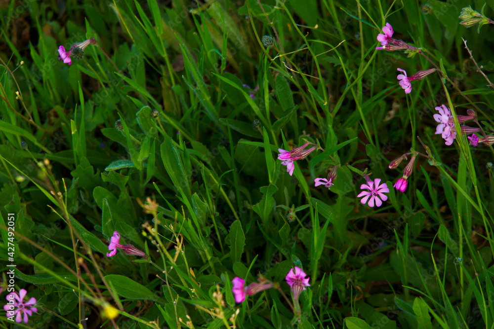 kwiat roślina wiosna natura płatki łąka kwiat roślina wiosna natura płatki łąka
