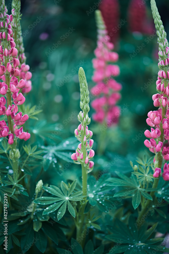 Obraz premium lupine flowers in the garden after the rain. pink spring flowers and turquoise greens. soft focus