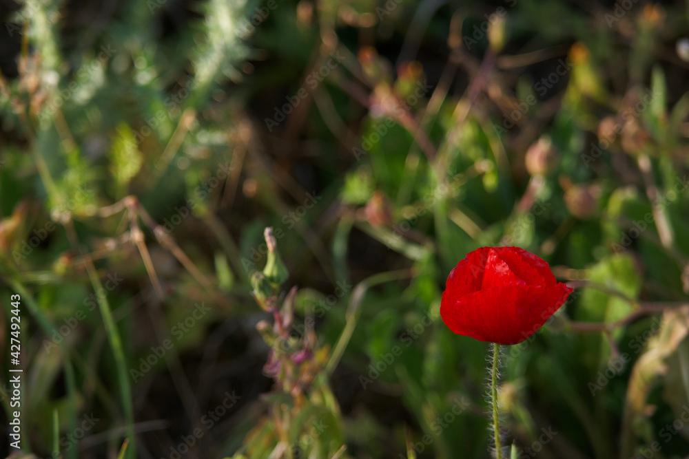 kwiat roślina wiosna natura płatki łąka kwiat roślina wiosna natura płatki łąka