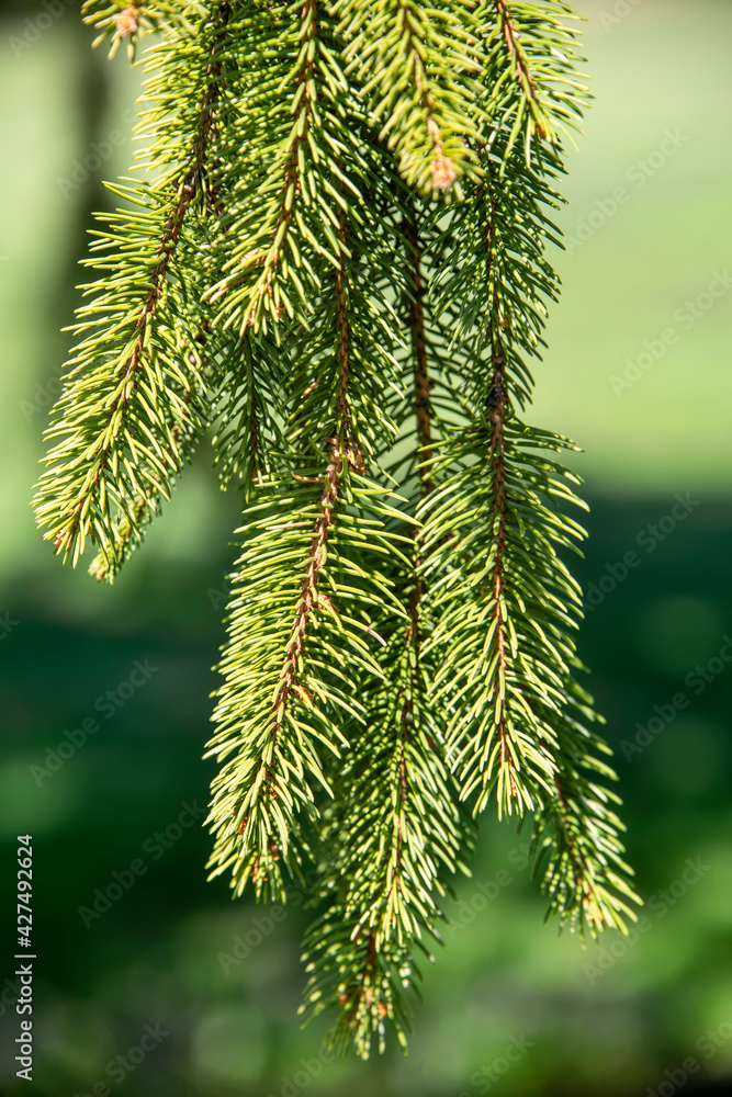 Branch of an evergreen tree with long pine needles Branch of an evergreen tree with long pine needles
