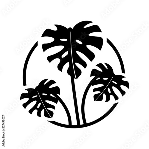A plant in the circle, monstera deliciosa, potted plant, leaves in the circle, plant breeding, circle icon.