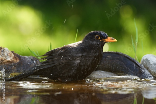 Blackbird (Turdus merula), male sprays water while bathing. Czechia. Europe.