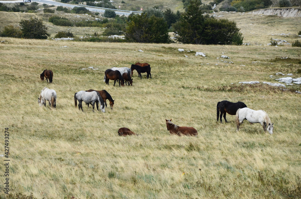 Fototapeta premium Livno, Bosnia and Herzegovina, horse, black horse, white horse, black and white horse,pony, beautiful,nature