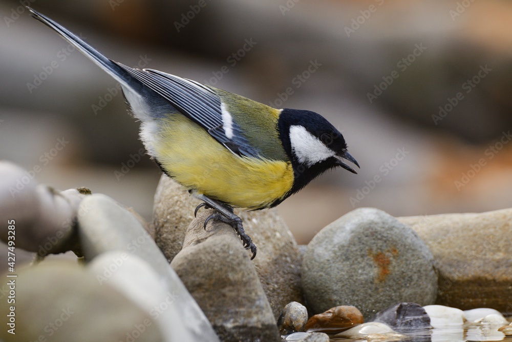 Great tit, Parus major, stands on stones by the bird's waterhole. Czechia. Europe. Great tit, Parus major, stands on stones by the bird's waterhole. Czechia. Europe.