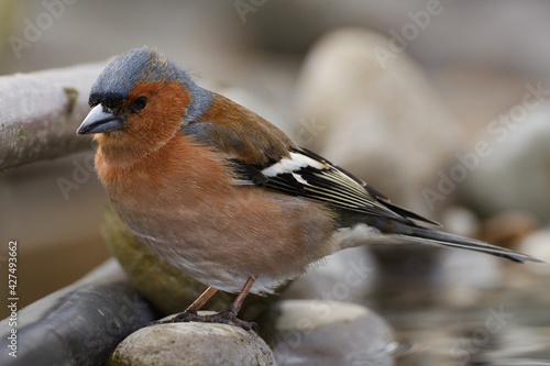 Chaffinch, Fringilla coelebs, male stands on stonesby the bird's waterhole. Czechia. Europe. 