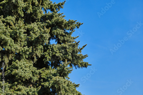 Spruce in the spring, spruce against the blue sky, pine at sunrise.