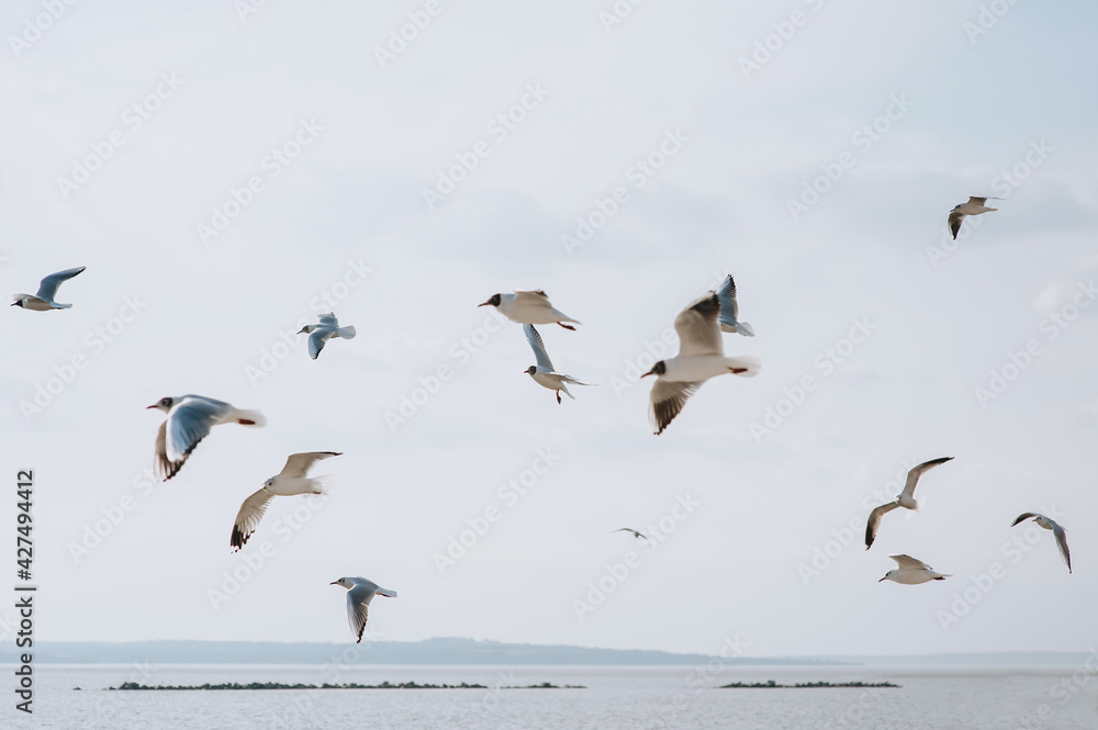 A flock of beautiful white, gray seagulls fly, soar over the sea, wavy ocean in spring time against the background of blue sky and clouds.
