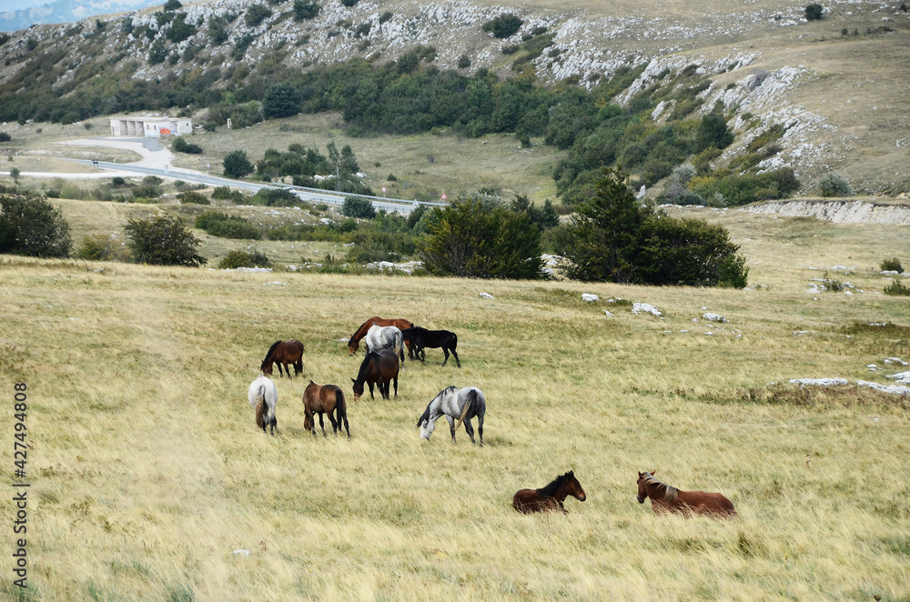 Livno, Bosnia and Herzegovina, horse, black horse, white horse, black and white horse,pony, beautiful,nature