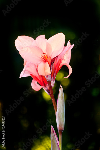 front view, close, medium distance of a canna lily flower blooming on a tropical lanai, with black background