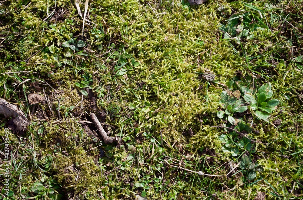 bemooste wiese als Hintergrund bemooste wiese als Hintergrund