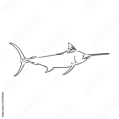 Hand drawn swordfish. Vector illustration in sketch style