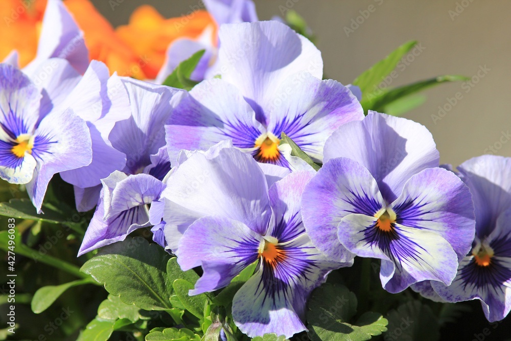 Purple flowers Pansies on a flower bed in spring