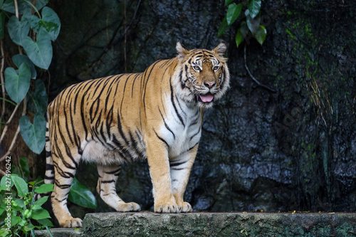 Close up bengal tiger is big animal and dangerous in forest