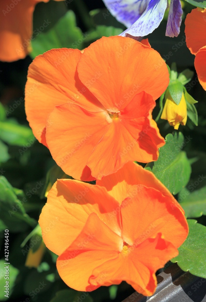Orange flowers Pansies on a flower bed in spring Orange flowers Pansies on a flower bed in spring