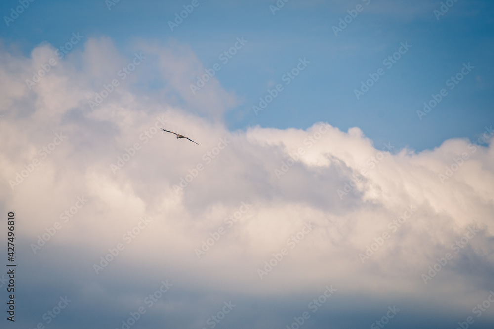 Great flight of a red kite in the cloudy sky.