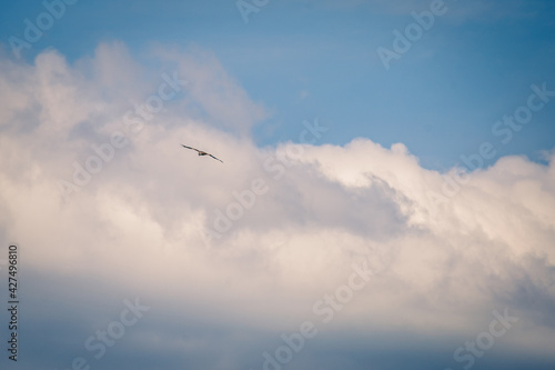 Great flight of a red kite in the cloudy sky.