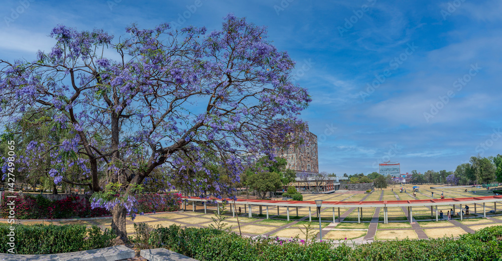 Obraz premium jacaranda