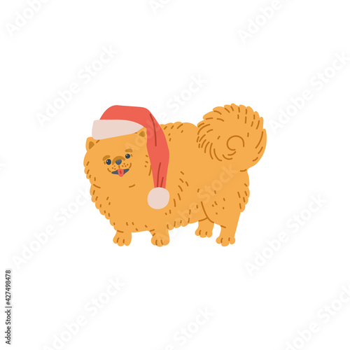 Small spitz dog in Christmas Santa hat, cartoon vector illustration isolated.
