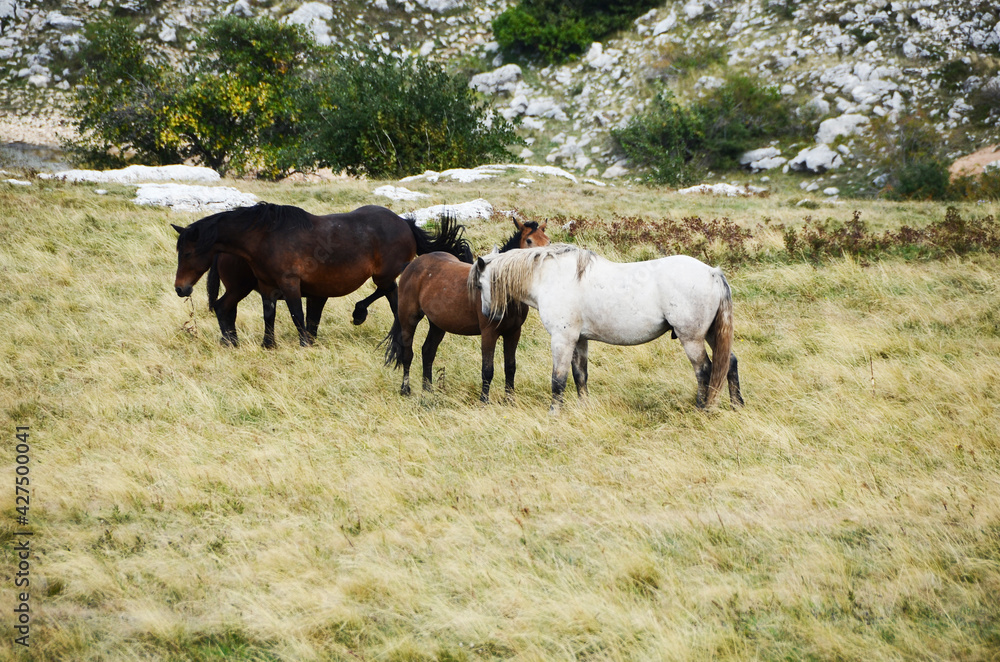 Livno,Bosnia and Herzegovina, horse, black horse, white horse, black and white horse, nature, beautiful horse, Livno,Bosnia and Herzegovina, horse, black horse, white horse, black and white horse, nature, beautiful horse,