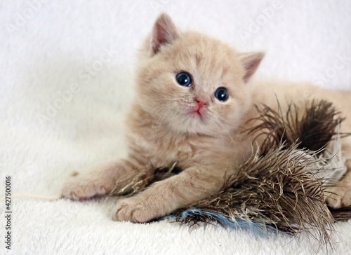 Britisch Kurzhaar Kitten
bBritish shorthairritish shorthair