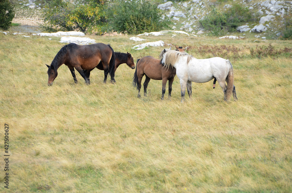 Livno,Bosnia and Herzegovina, horse, black horse, white horse, black and white horse, nature, beautiful horse,