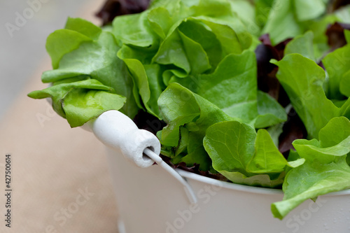 Green salad on a bowl