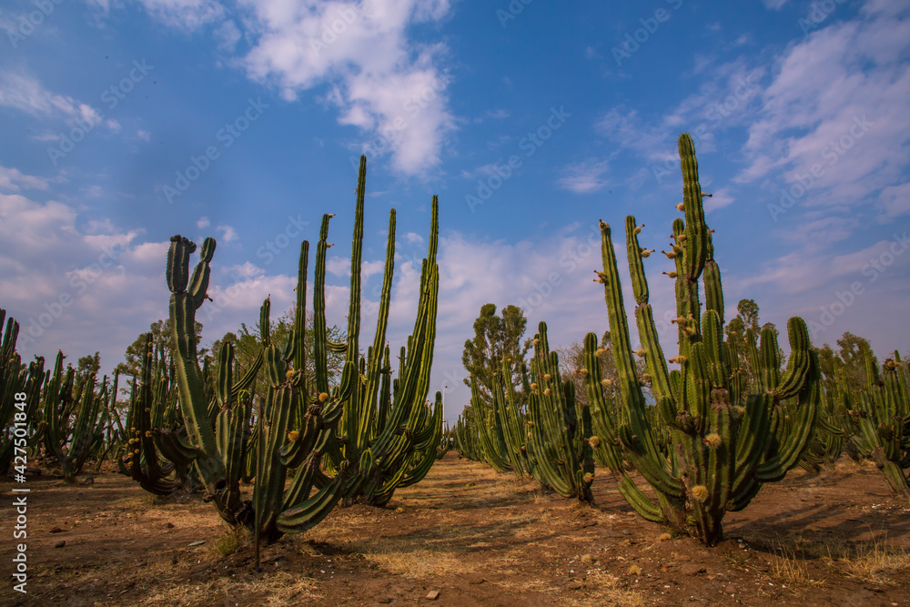 Plitaya, cactus de pitaya.