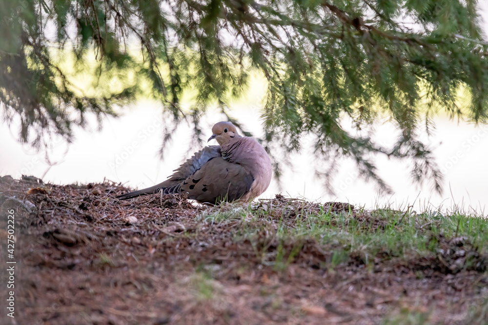 The mourning dove (Zenaida macroura) also known as the American mourning dove, the rain dove, and colloquially as the turtle dove, and was once known as the Carolina pigeon and Carolina turtledove The mourning dove (Zenaida macroura) also known as the American mourning dove, the rain dove, and colloquially as the turtle dove, and was once known as the Carolina pigeon and Carolina turtledove