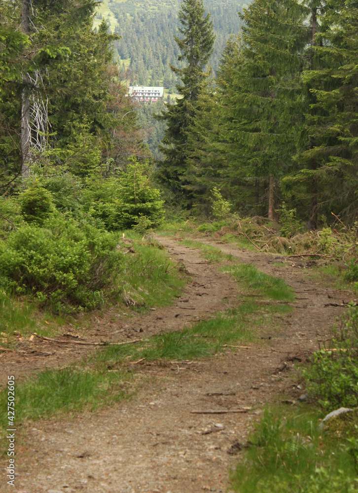 Fototapeta premium Road leading through a forest and meadow in a mountain landscape. Giant Mountains.