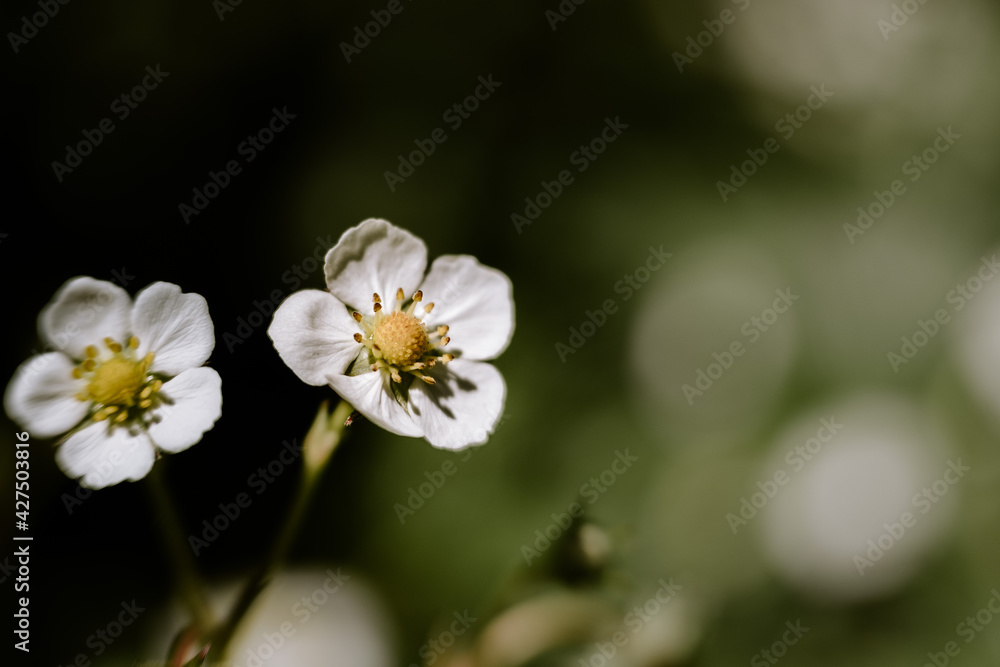 close up shot of wild strawberry flower on a spring day
