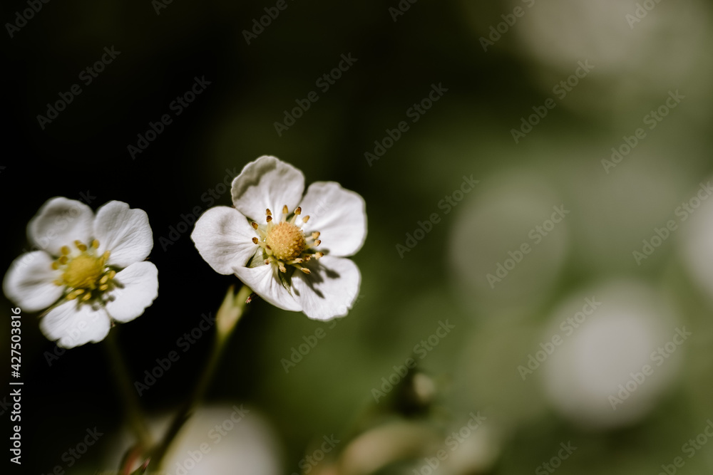 close up shot of wild strawberry flower on a spring day close up shot of wild strawberry flower on a spring day