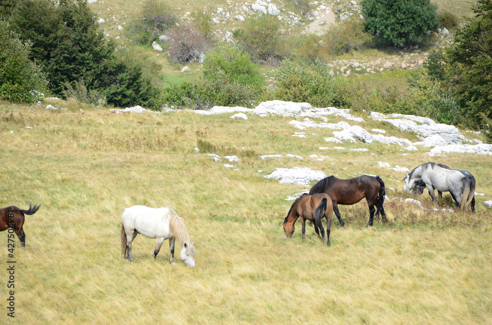 Livno,Bosnia and Herzegovina, horse, black horse, white horse, black and white horse, nature, beautiful horse, Livno,Bosnia and Herzegovina, horse, black horse, white horse, black and white horse, nature, beautiful horse,