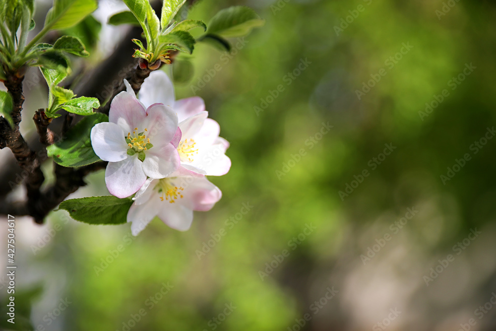 Closeup view of blossoming tree with white flowers outdoors
