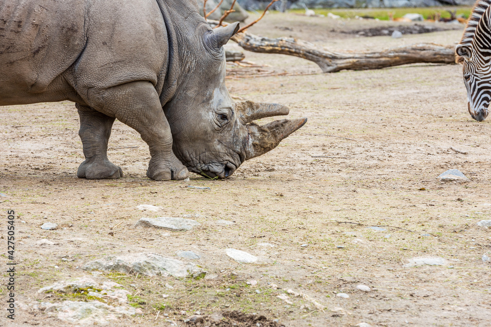 Obraz premium Beautiful view of wild rhino in outdoor wildlife natural park. Beautiful nature backgrounds. Sweden.
