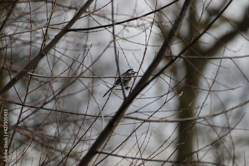 Closeup shot of a Siberian bird perched on bare branches of a tree