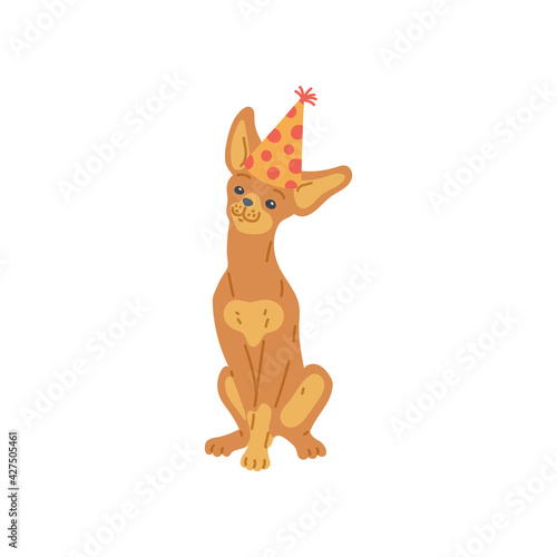 Cute Chihuahua dog in birthday hat flat vector illustration isolated on white.