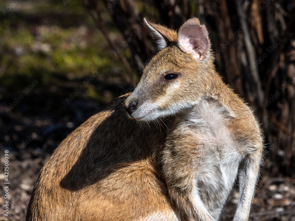 The agile wallaby, Macropus agilis also known as the sandy wallaby The agile wallaby, Macropus agilis also known as the sandy wallaby