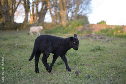 black and white sheep