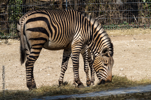 Hartmann's Mountain Zebra, Equus zebra hartmannae. An endangered zebra photo