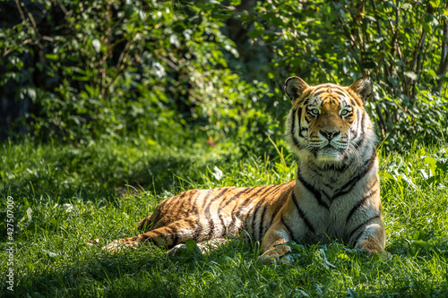 The Siberian tiger Panthera tigris altaica in a park