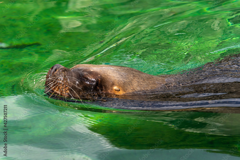 Fototapeta premium The South American sea lion, Otaria flavescens in the zoo