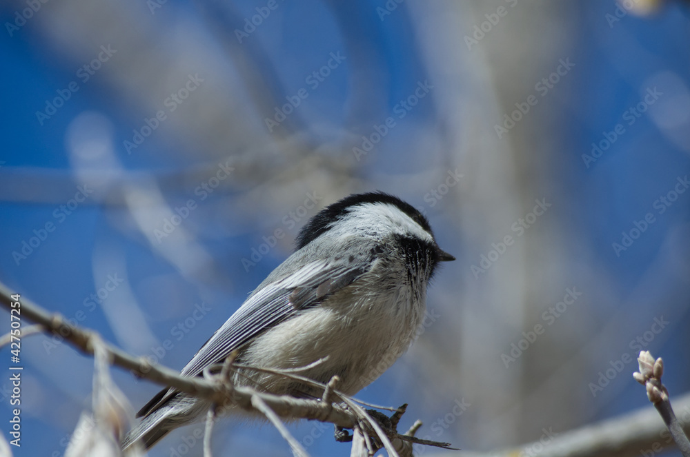 Obraz premium A Black-capped Chickadee (Poecile Atricapillus) perched on a Branch