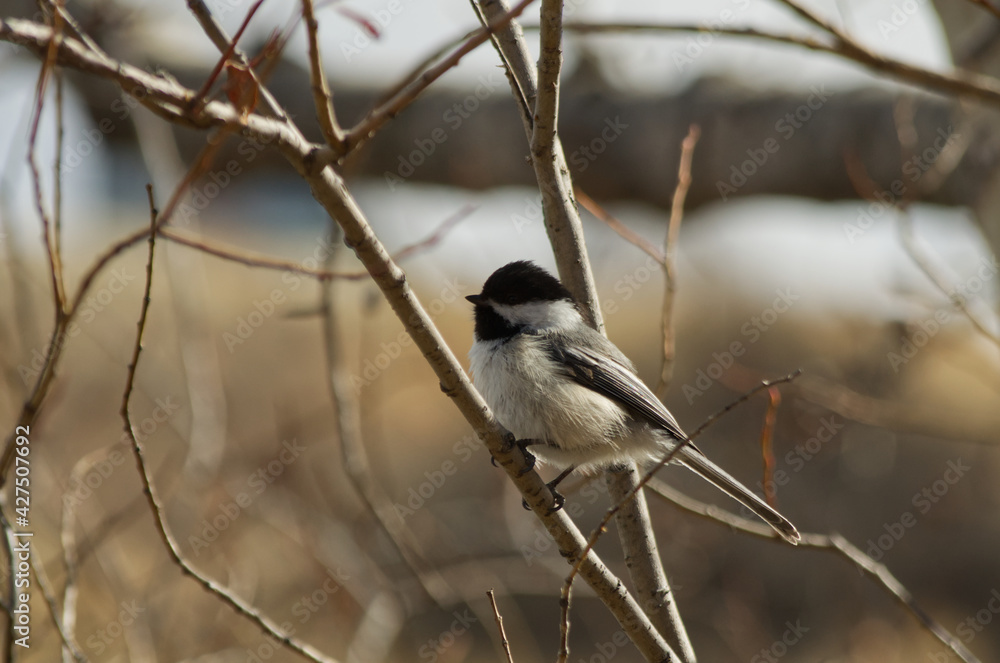 A Black-capped Chickadee (Poecile Atricapillus) perched on a Branch A Black-capped Chickadee (Poecile Atricapillus) perched on a Branch