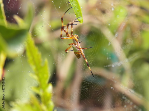 Wallpaper Mural x-shaped spider Torontodigital.ca