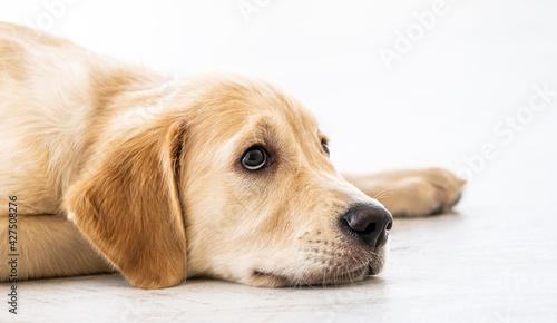 Lovely golden retriever dog lying indoors