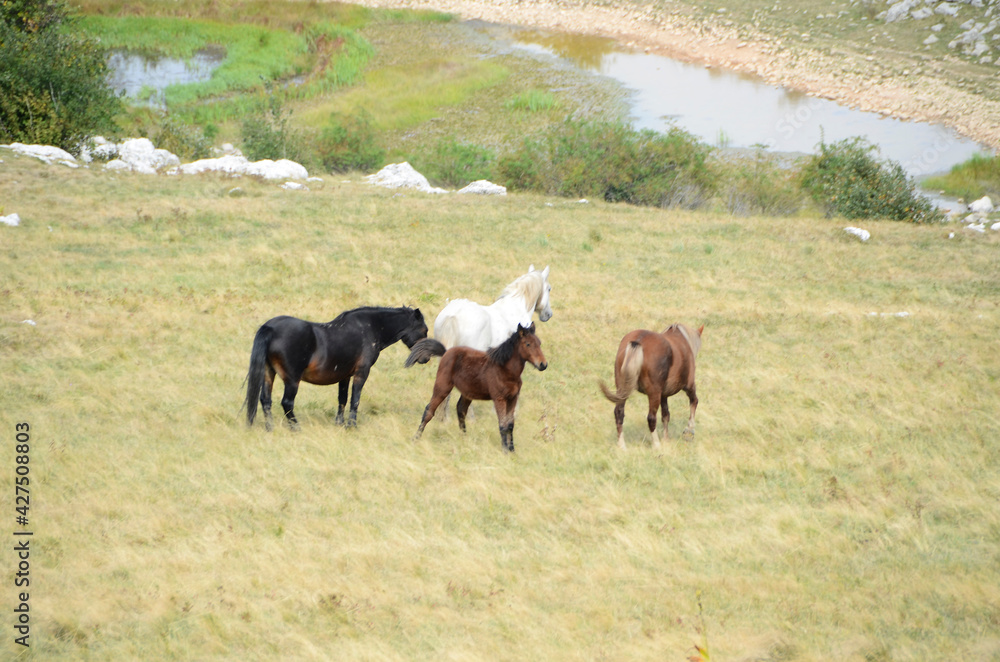 Livno,Bosnia and Herzegovina, horse, black horse, white horse, black and white horse, nature, beautiful horse, Livno,Bosnia and Herzegovina, horse, black horse, white horse, black and white horse, nature, beautiful horse,