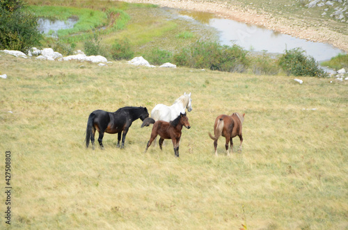 Livno Bosnia and Herzegovina  horse  black horse  white horse  black and white horse  nature  beautiful horse 